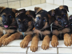 Cute German Shepherd Puppies