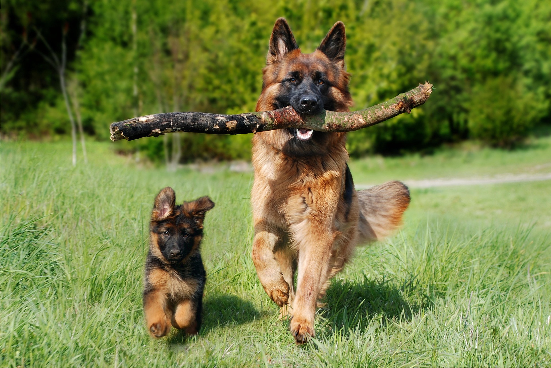 Dynamic duo of German shepherds enjoying a playful day in the park.